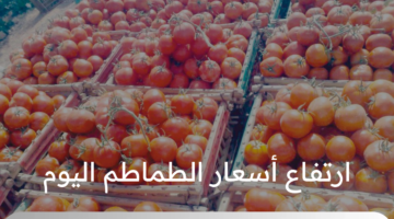 وصل ارتفاع أسعار الطماطم اليوم للضعف في بعض المحافظات المصرية 